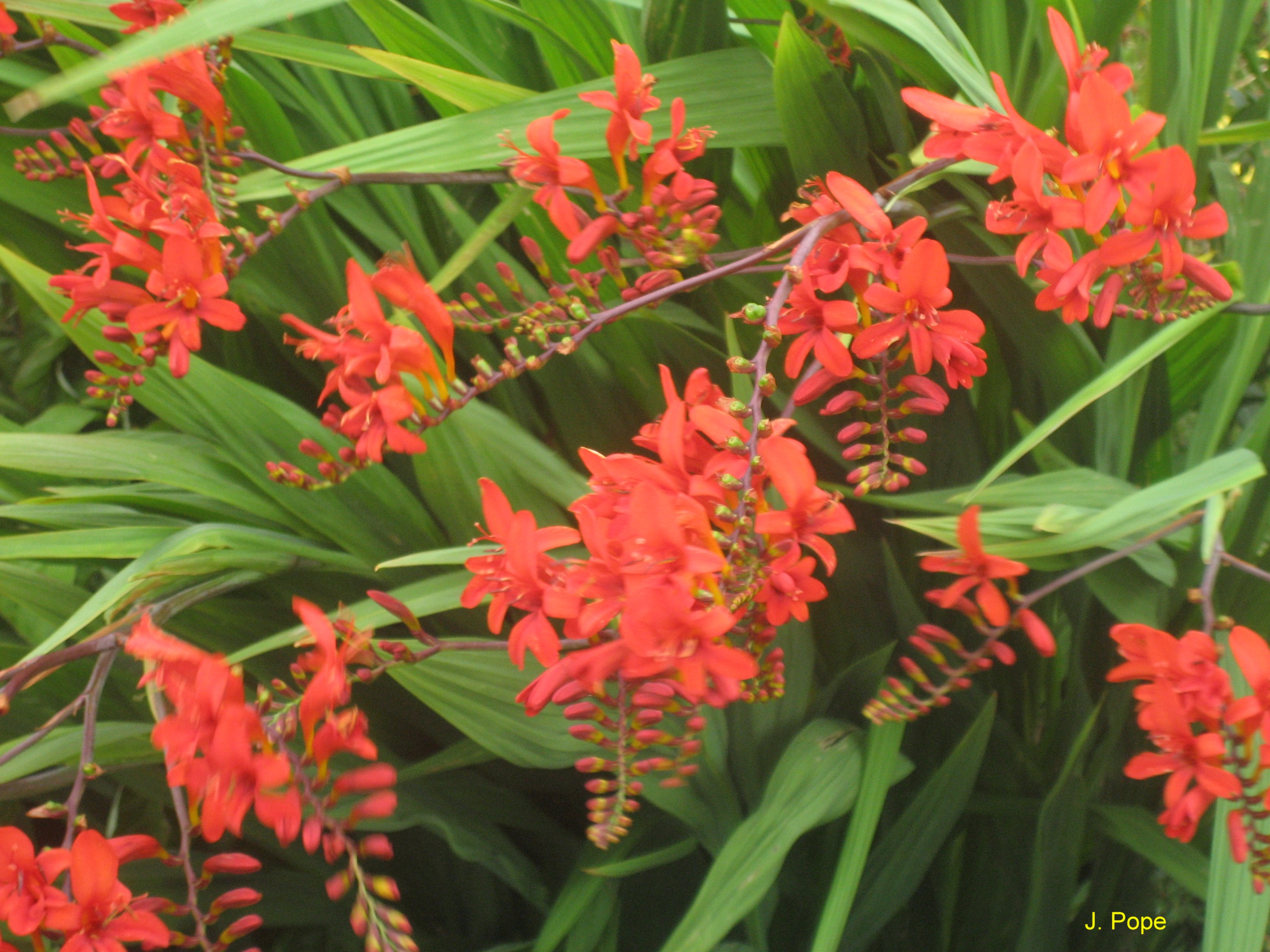 Online Plant Guide Crocosmia 'Lucifer' / Lucifer Montbretia